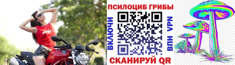 Псилоцибиновые грибы Cubensis как найти наркотики Комсомольск